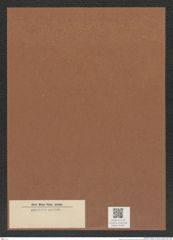 Diatomeae indet. Zeichnungen Sammlung Grunow Mappe 04981 (Herbarium_W_Grunow_drawings_Folder_04981)